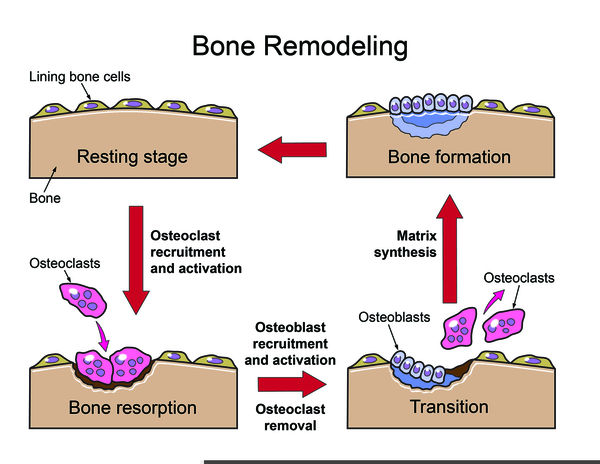 Free Images at Clker.com - vector clip art online ... Biology Diagrams