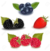 Fresh Fruit Clipart Image