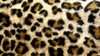 Cheetah Print Image