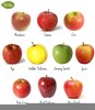 Sweet Apple Types Image