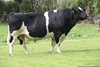 Holstein Friesian Image