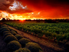 Wine Vineyard Sunset Image