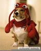 Crab Pet Costume Image