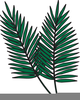 Palm Fronds Clipart Image
