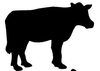 Cow Image