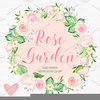 Rose Clipart Transparent Background Image