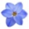 Flower Image