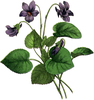 Clipart Violets Flowers Image