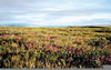 Arctic Tundra Wildflowers Image