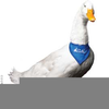 Aflac Duck Clipart Free Image