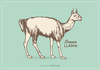 Llama Vector Image