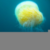 Electric Jellyfish Stings Image