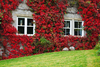 Ivy On House In Autumn Ezt Image