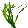 Milk Weed Clipart Image
