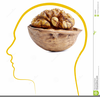 Free Brain Clipart Download Image