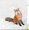 Fox Clipart Images Free Image