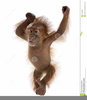 Clipart Baby Orangutan Image