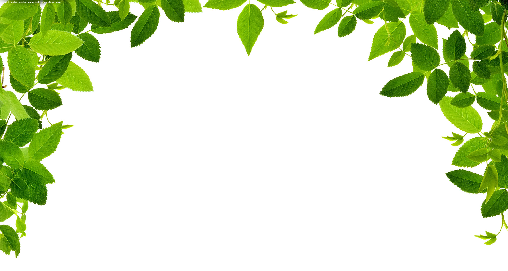 free clip art leaf vines - photo #45