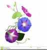 Free Morning Glory Clipart Image