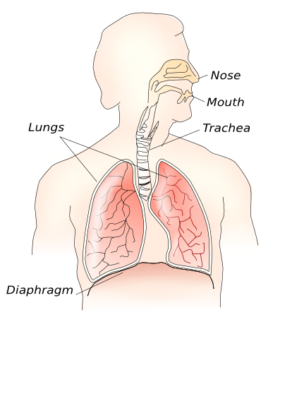 digestive system diagram for kids. Respiratory System · By: OCAL