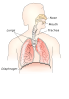 Respiratory System Clip Art