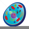 Cell Nucleus Clipart Image