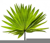 Clipart Picture Of Anahaw Image