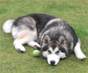 Alaskanmalamute Image