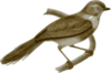 Aegithalos Fuliginosus Clip Art