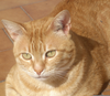 Orange Tabby Cat Image