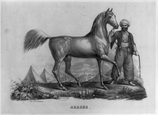 Google Maps Horse Head. Araber Arabian Horse image