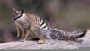 Cute Baby Numbat Image