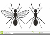 Ant Clipart Black White Image