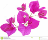 Clipart Flower Bunch Image