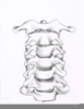 Cervical Vertebrae Drawing Image