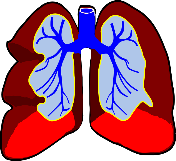 clipart human lungs - photo #16