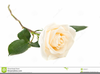 Bleeding Rose Clipart Image