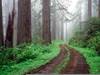 Free Clipart Redwoods Image