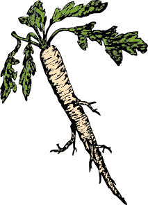 Food Plants Root Clip Art
