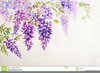 Wisteria Drawing Clipart Image