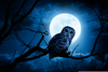 Night Owl Clipart Image