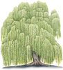 Willow Clipart Free Image
