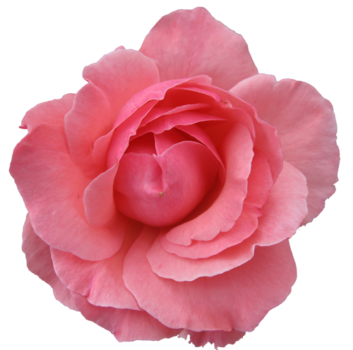 Flower Rose Wild Pink Transparent | Free Images at Clker ...