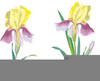 Iris Flower Clipart Image