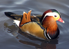 Duck Image