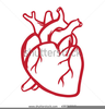 Anatomical Heart Clipart Image