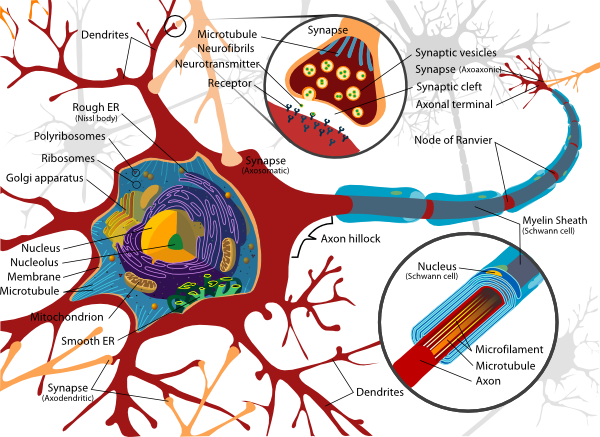 cell membrane diagram. neuron cell membrane at
