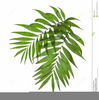 Watermelon Plant Clipart Image