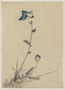 [blue Flower Blossom And Bud At The End Of A Stalk] Image