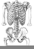 Human Bones Drawings Image